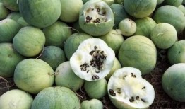 美国华人网红吃瓜,吃瓜背后的故事与真相